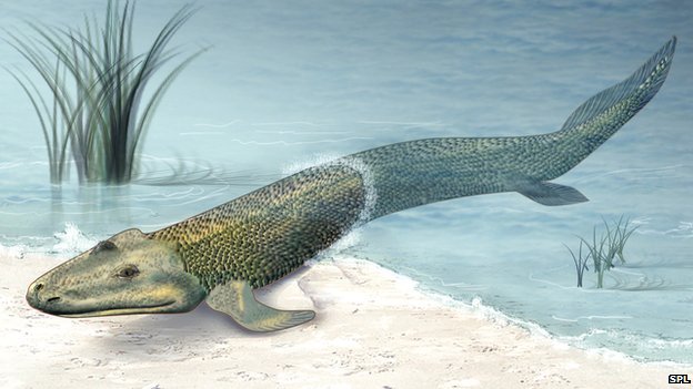 The now extinct Tiktaalik is thought to be at a key transition between fish and tetrapods